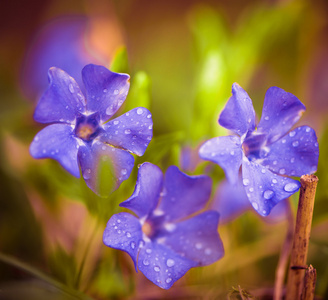 紫罗兰的春天的花朵