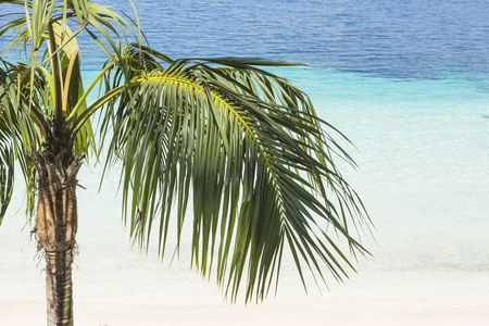 棕榈树和热带海滩以美丽的颜色