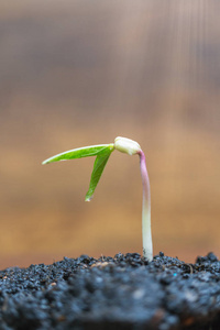 绿芽生长在褐色背景, 幼苗和植物