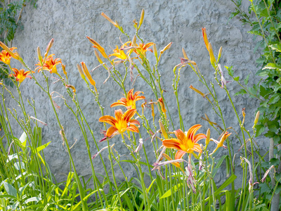 美丽的红百合花在阳光下。花园里的百合花。软选择性聚焦