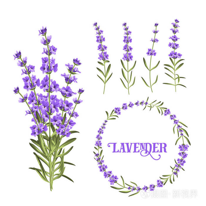 薰衣草花元素集
