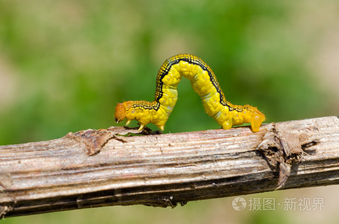虫(几何毛毛虫)