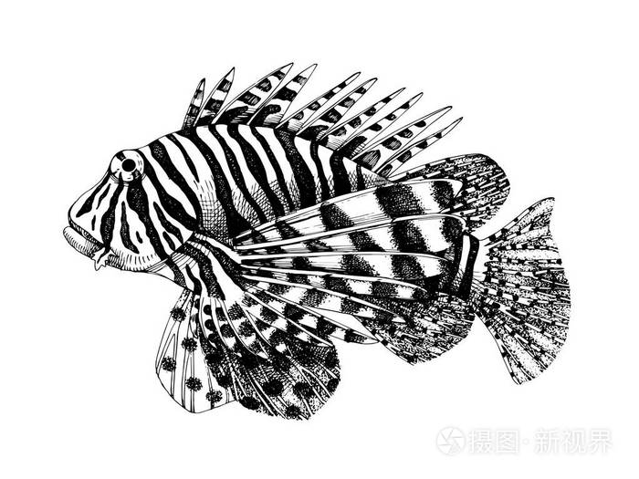 手绘条狮子鱼插画-正版商用图片05yv6p-摄图新视界