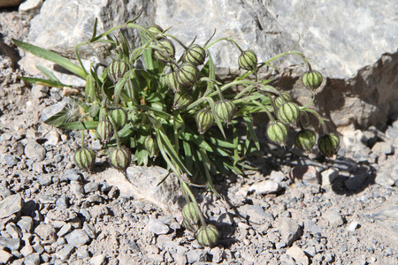 塔吉克斯坦植物 Gastrolychnis 桑