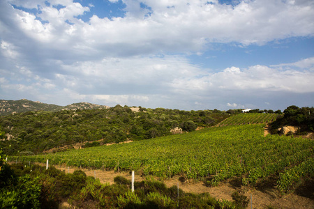 葡萄园的风景, 自然背景。在撒丁岛的葡萄园的丘陵景观。在蓝天下生长的葡萄排成的葡萄园