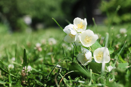 黛西和茉莉花布什在夏天