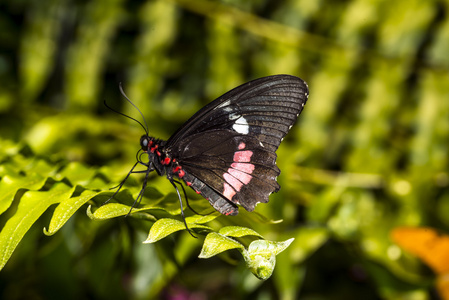 常见的玫瑰 longwing 蝴蝶