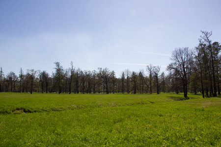 春天阳光灿烂的凯瑟琳公园。普希金 列宁格勒 地区