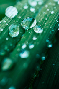 湿彩绿草带雨滴, 抽象自然 backg