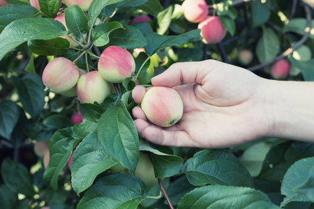 一个女人手从苹果树上摘下一个红熟的苹果。收获时间