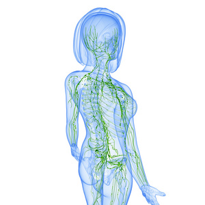 淋巴系统的女性的 3d 艺术插图。