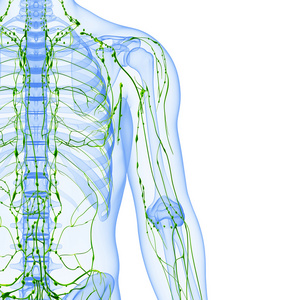淋巴系统的男性的 3d 艺术插图。