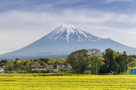 茶园和春天在静冈县的富士山