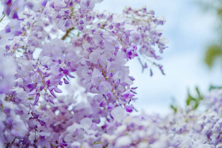 美丽的紫藤花, 春天在花园里盛开的紫色