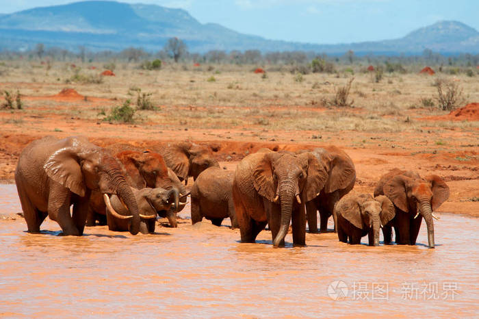 肯尼亚严重干旱 超200头大象死亡_肯尼亚大象时间_大象死于致命干旱