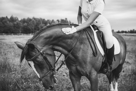 年轻赛马会的女孩在这个夏天在日落骑一匹棕色的马
