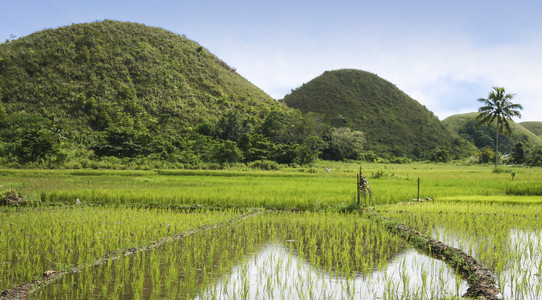 山薄荷岛