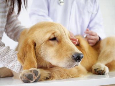 金猎犬会议医生在宠物医院检查身体和获得一些疫苗