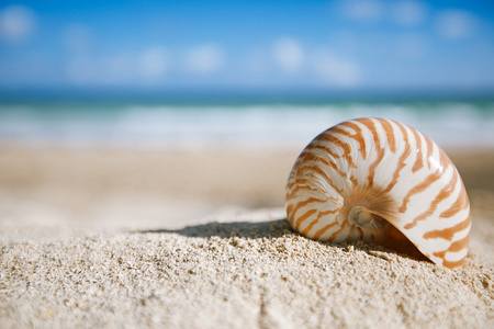 与大海 沙滩和海景 浅景深鹦鹉螺的壳