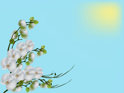 蓝色阳光背景上的白色兰花