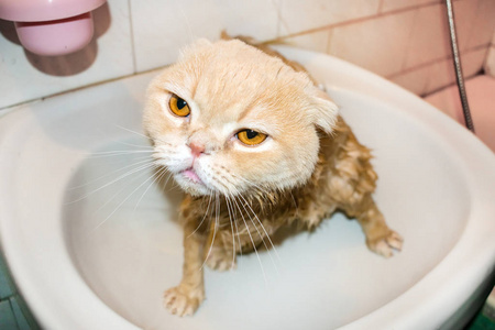 湿苏格兰折叠猫在沐浴期间。滑稽的哀伤的奶油猫与被折叠的耳朵坐在洗手间。家用猫浴