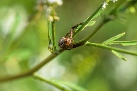 在绿色植物上的一个美丽的小花园蜘蛛的宏观肖像。很多细节。许多黑眼睛