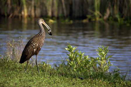 鹤嘴鸟在大沼泽地国家公园照片