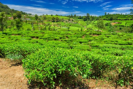 斯里兰卡的茶叶种植园和工厂