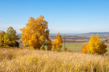 秋天的山水, 白桦树上的枫树被漆成秋天的颜色, 老草。收藏美丽多彩的秋叶绿, 黄, 橙, 红