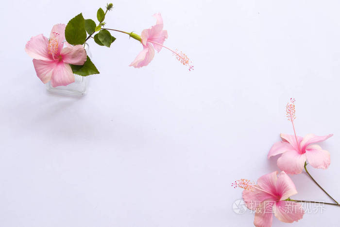 亚洲粉红色芙蓉花与剪刀安排在背景白色