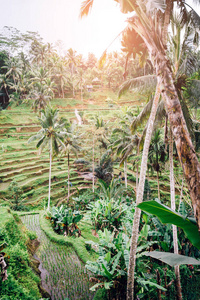 德戈拉朗米露台。乌布, 巴厘岛, 印尼。应用艺术过滤器
