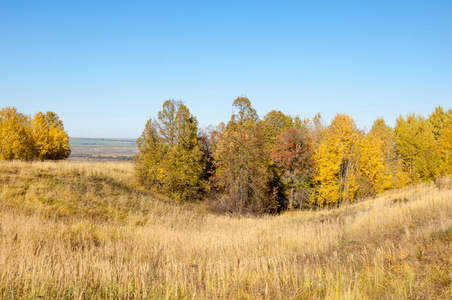 秋天的山水, 白桦树上的枫树被漆成秋天的颜色, 老草。收藏美丽多彩的秋叶绿, 黄, 橙, 红