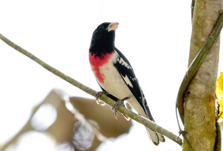 玫瑰排扣 Grosbeak Pheucticus ludovicianus 男性栖息在树枝上