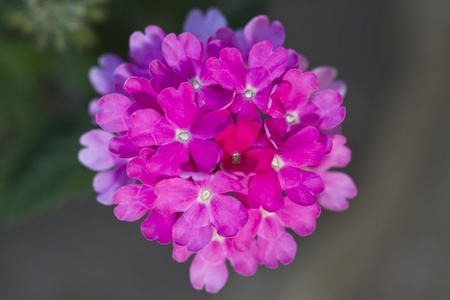 美丽的粉红色花