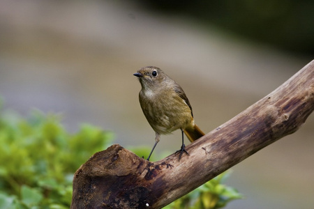 女性达乌尔黄鸫，phoenicurus auroreus