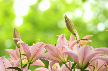 可爱的粉色百合花卉园