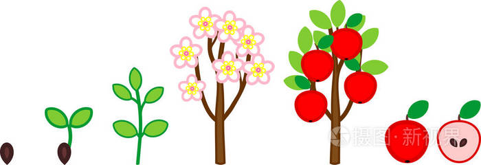 苹果树的生命周期.从种子到树到果实的植物生长阶段