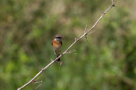 美丽的男性东部 Stonechat