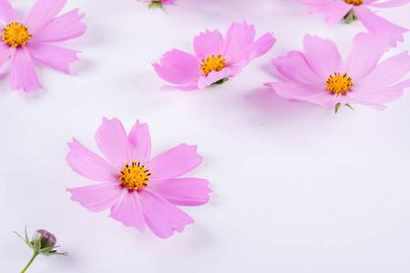 夏季花卉图案。精致的宇宙粉红色的花朵