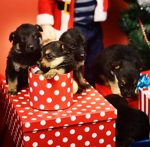 新年礼物概念。小狗在礼品盒。宠物作为圣诞礼物在杉木树附近。狗看红色斑点圣诞节盒红色背景