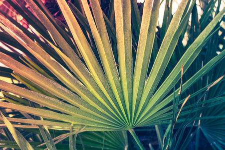 棕榈树叶的热带背景