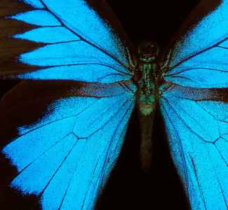 蝴蝶尤利西斯的翅膀。蝴蝶纹理背景的翅膀。特写