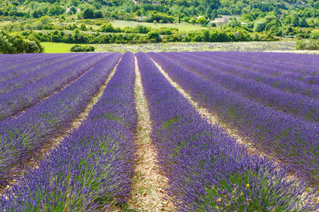 在普罗旺斯，法国的 valensole 附近的薰衣草田