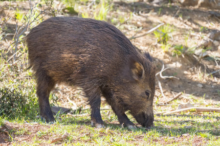 野猪在森林中，卡索拉，哈恩，西班牙