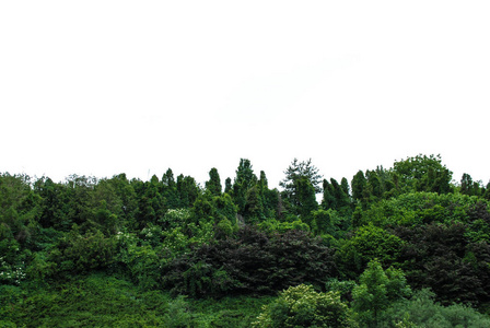 美丽的绿色植物园在公园 Sofiyivka。乌克兰难忘的美丽