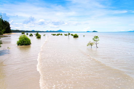 lanscape 热带海滩与红树林树