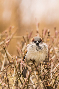 男性或女性的麻雀或路人鸡内金是麻雀家庭 Passeridae 的鸟, 在世界的大部分地区发现