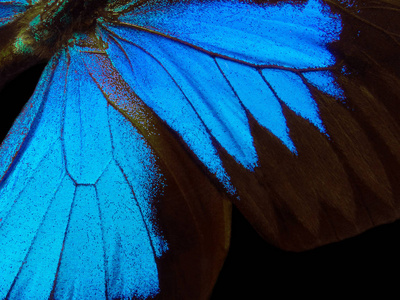 蝴蝶尤利西斯的翅膀。蝴蝶纹理背景的翅膀。特写