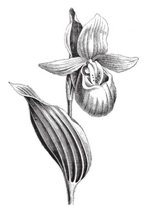 杓八宝是兰科家族的物种。叶子的叶片宽椭圆形, 复古线条画或雕刻插图
