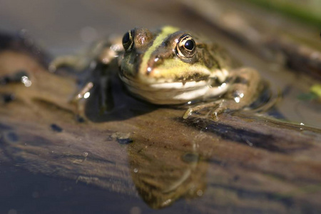 池塘水中的沼蛙蛙 arvalis